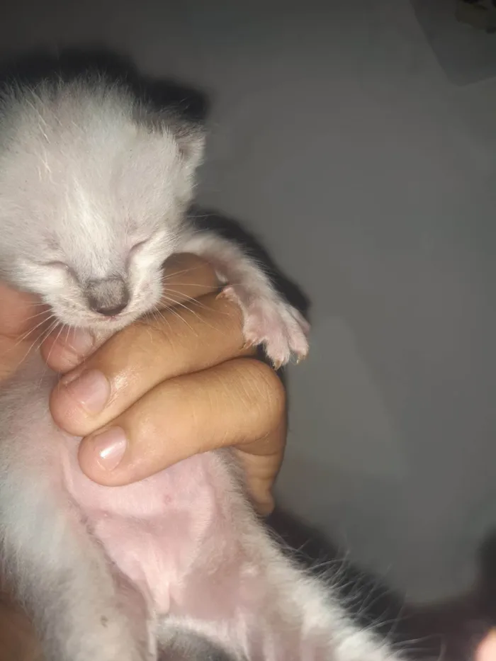 Gato ra a Siamês idade Abaixo de 2 meses nome Não tem ainda 