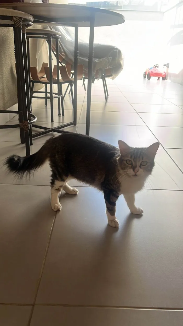 Gato ra a SRD-ViraLata idade 2 anos nome Gata 