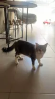 Gata