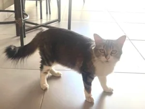 Gato raça SRD-ViraLata idade 2 anos nome Gata 