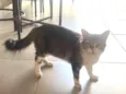 Gata