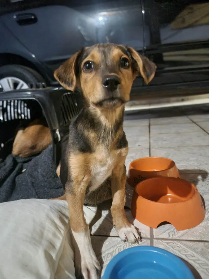 Cachorro ra a SRD-ViraLata idade 2 a 6 meses nome Desconhecido 