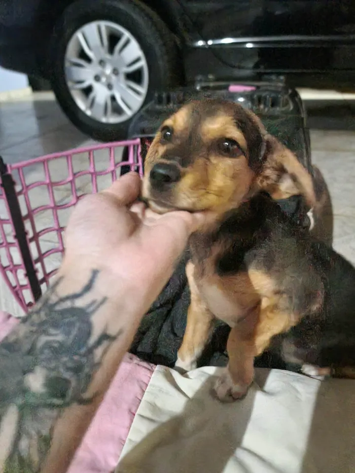 Cachorro ra a SRD-ViraLata idade 2 a 6 meses nome Desconhecido 