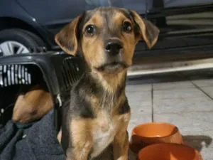 Cachorro raça SRD-ViraLata idade 2 a 6 meses nome Desconhecido 