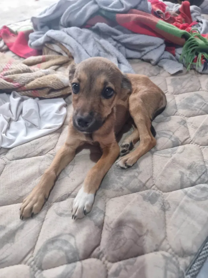 Cachorro ra a SRD-ViraLata idade 2 a 6 meses nome Desconhecido 