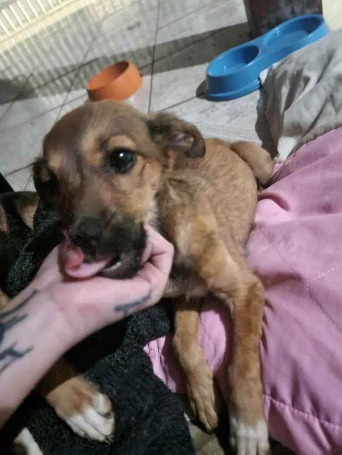 Cachorro ra a SRD-ViraLata idade 2 a 6 meses nome Desconhecido 