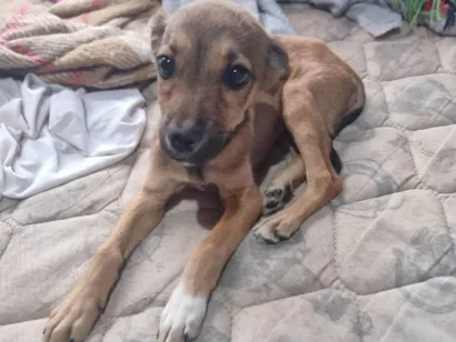 Cachorro raça SRD-ViraLata idade 2 a 6 meses nome Desconhecido 