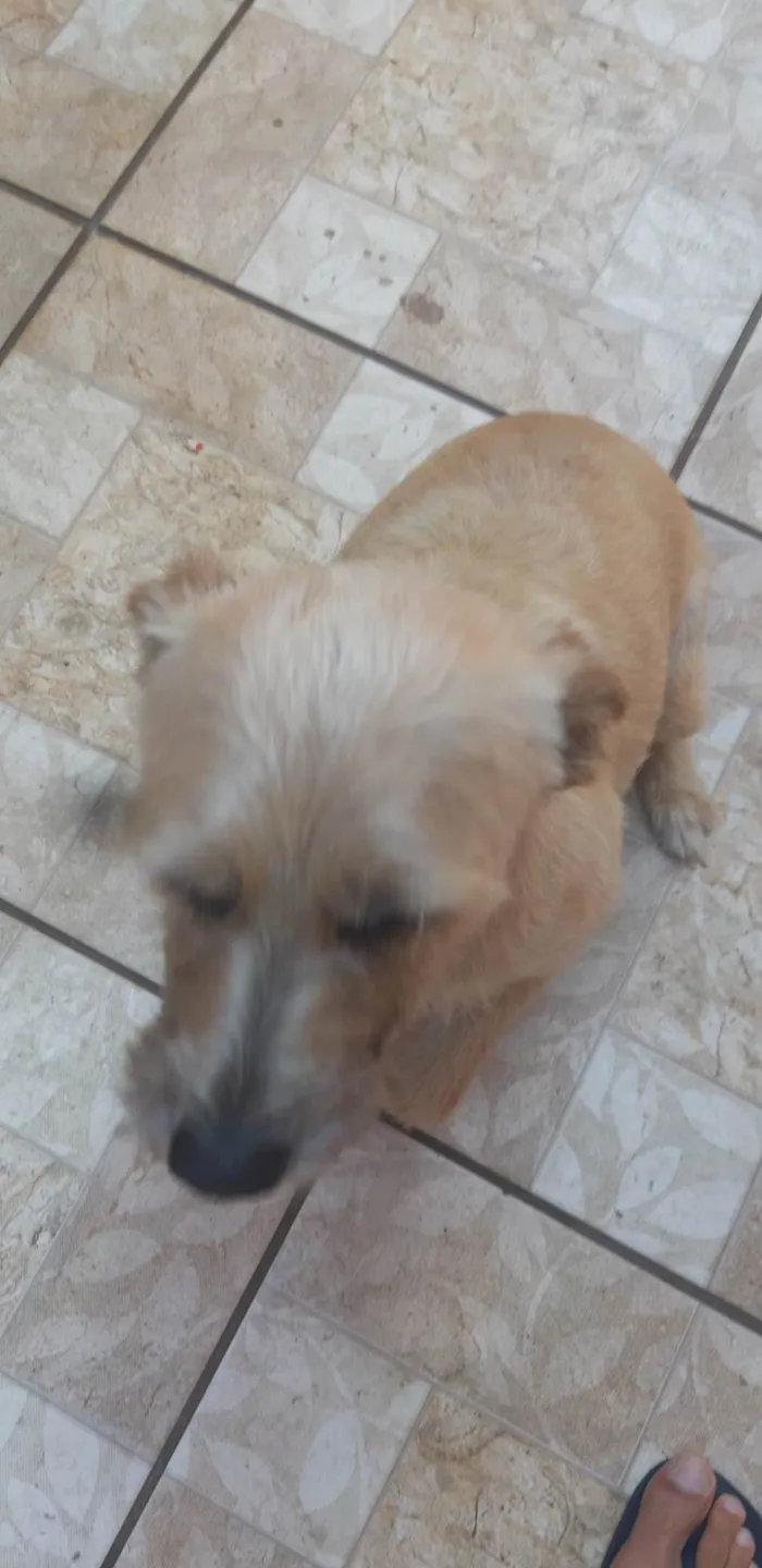 Cachorro ra a SRD-ViraLata idade 6 ou mais anos nome Laika