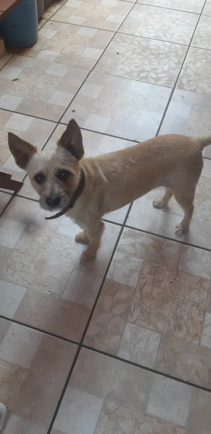 Cachorro ra a SRD-ViraLata idade 6 ou mais anos nome Laika