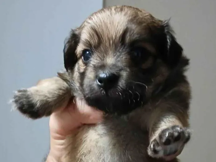 Cachorro ra a SRD-ViraLata idade Abaixo de 2 meses nome Sem nome