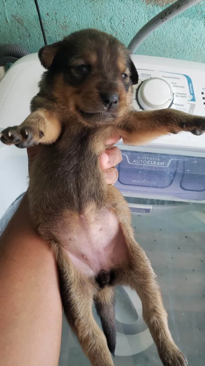 Cachorro ra a SRD-ViraLata idade Abaixo de 2 meses nome Sem nome 