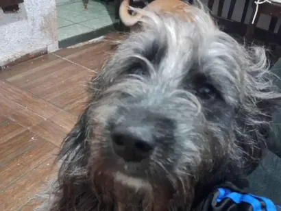 Cachorro raça SRD-ViraLata idade 3 anos nome Odin