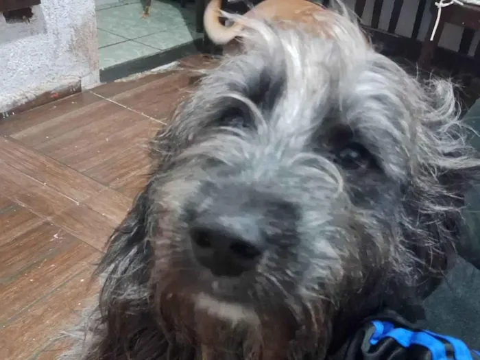 Cachorro ra a SRD-ViraLata idade 3 anos nome Odin