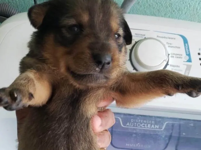 Cachorro ra a SRD-ViraLata idade Abaixo de 2 meses nome Sem nome 