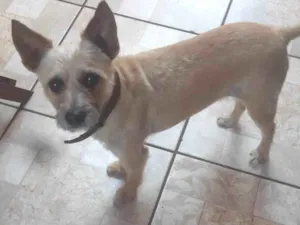 Cachorro raça SRD-ViraLata idade 6 ou mais anos nome Laika