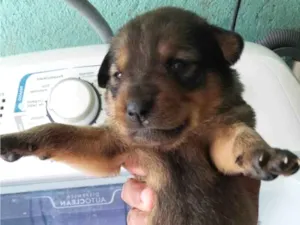 Cachorro raça SRD-ViraLata idade Abaixo de 2 meses nome Sem nome 