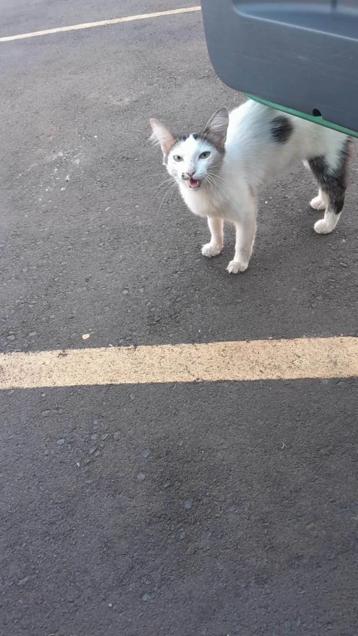 Gato ra a SRD-ViraLata idade 1 ano nome Berenice 