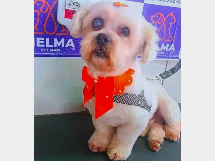 Cachorro ra a SRD-ViraLata idade 4 anos nome Branquinho