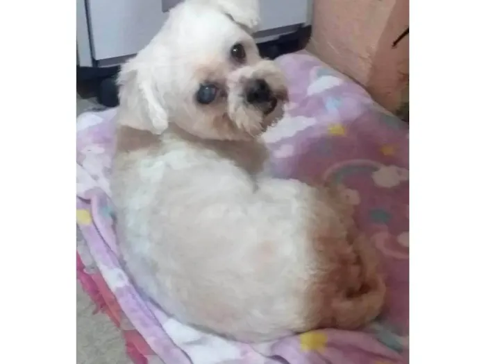 Cachorro ra a SRD-ViraLata idade 4 anos nome Branquinho