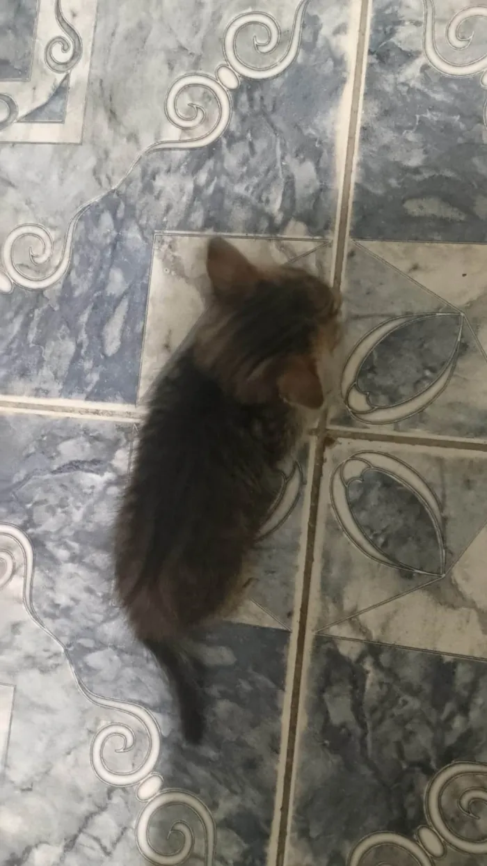 Gato ra a SRD-ViraLata idade Abaixo de 2 meses nome Adoção Fofa: Gatinhos à Procura de um Lar!