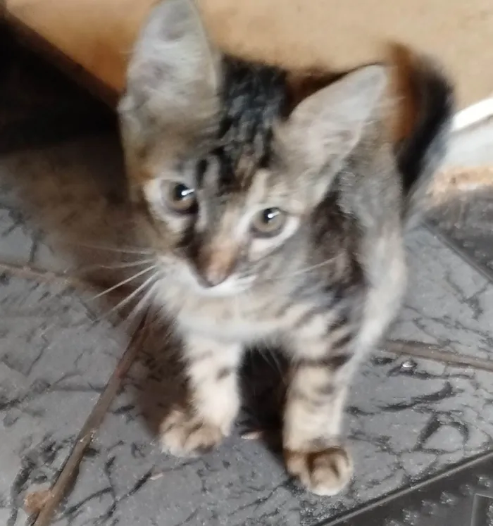 Gato ra a SRD-ViraLata idade Abaixo de 2 meses nome Adoção Fofa: Gatinhos à Procura de um Lar!