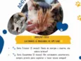 Adoção Fofa: Gatinhos à Procura de um Lar!