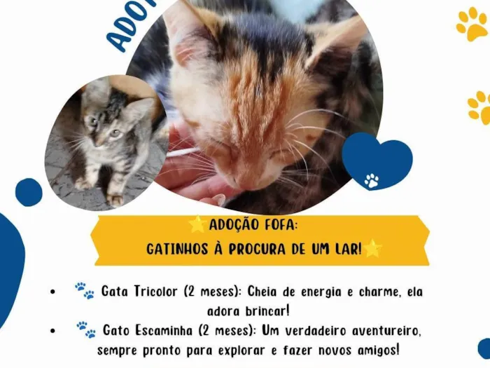 Gato ra a SRD-ViraLata idade Abaixo de 2 meses nome Adoção Fofa: Gatinhos à Procura de um Lar!