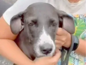 Cachorro raça SRD-ViraLata idade 5 anos nome Lourdes 