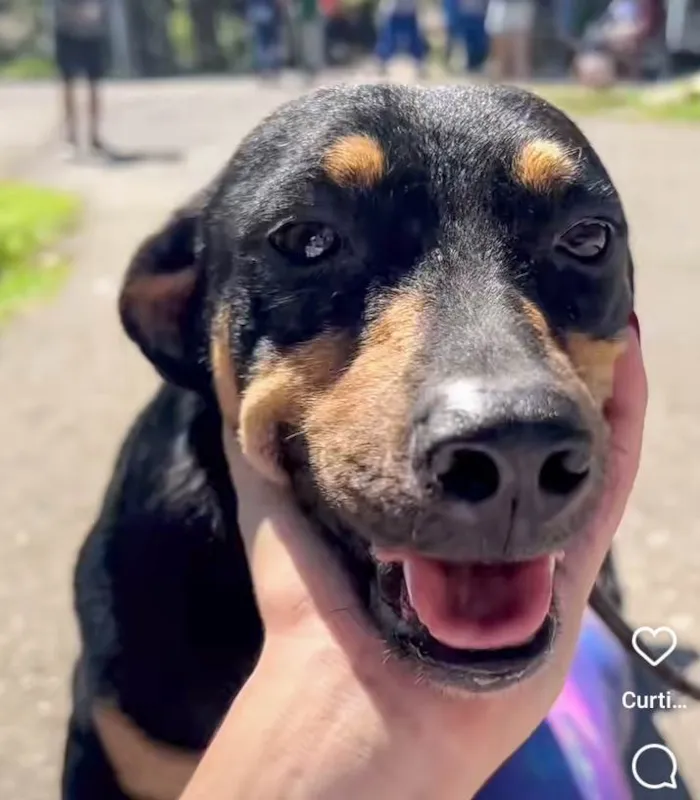 Cachorro ra a SRD-ViraLata idade 2 anos nome Ronaldinho Gaúcho 