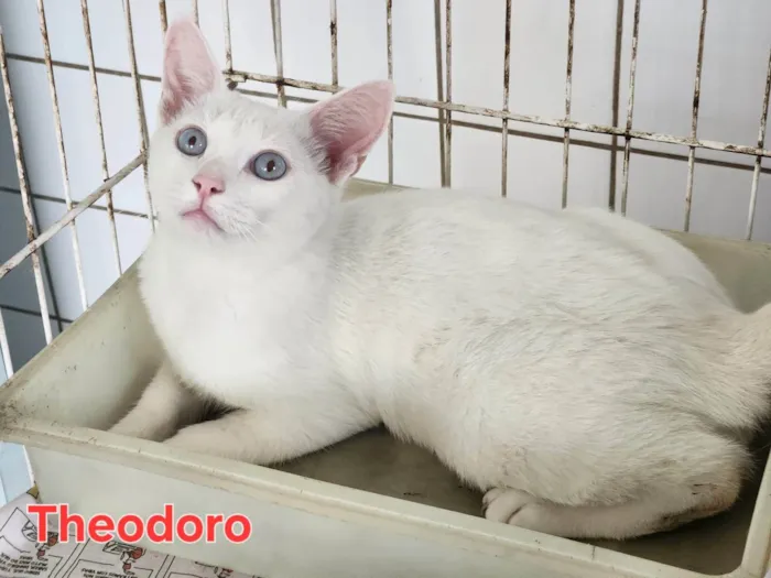 Gato ra a SRD-ViraLata idade 2 a 6 meses nome Filhotes fofos 