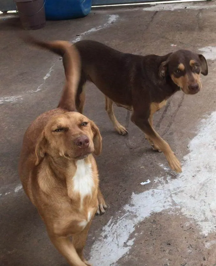 Cachorro ra a SRD-ViraLata idade 1 ano nome NALA