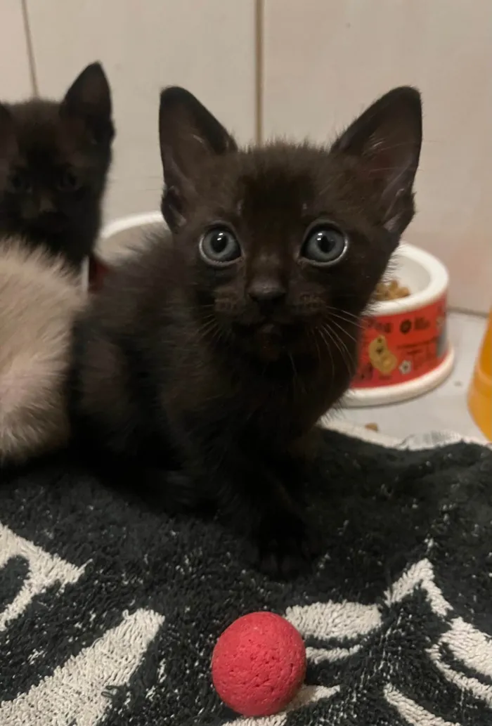 Gato ra a SRD-ViraLata idade Abaixo de 2 meses nome Gatinhos Lindos