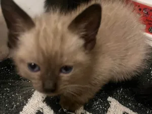 Gato raça SRD-ViraLata idade Abaixo de 2 meses nome Gatinhos Lindos