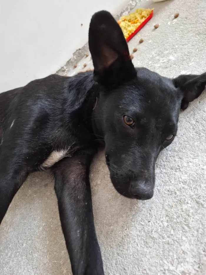 Cachorro ra a SRD-ViraLata idade 1 ano nome Não possui