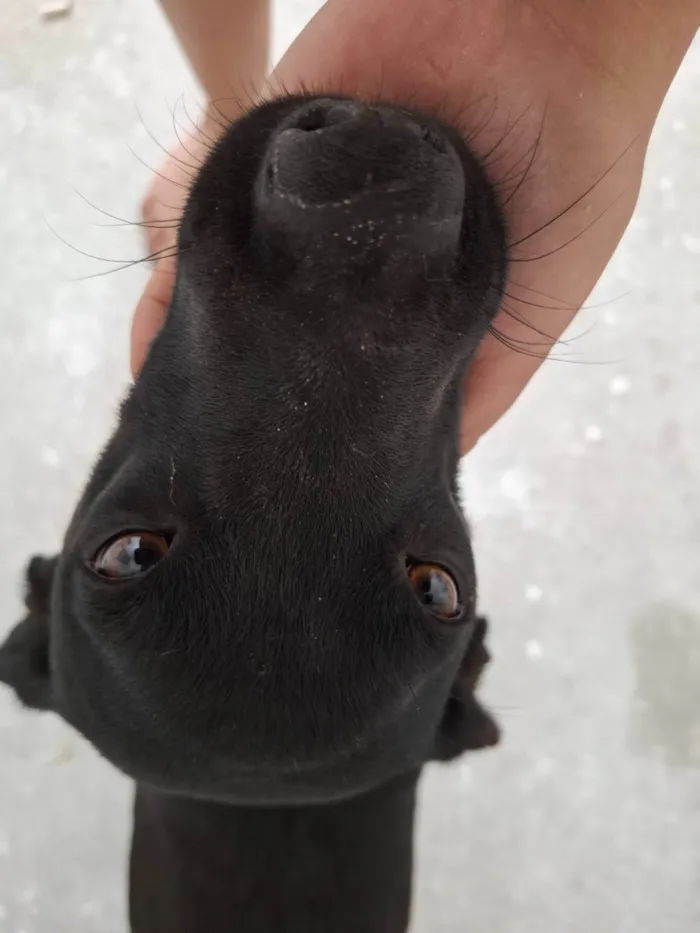 Cachorro ra a SRD-ViraLata idade 1 ano nome Não possui