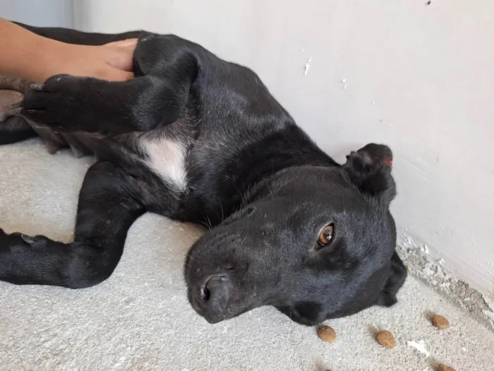 Cachorro ra a SRD-ViraLata idade 1 ano nome Não possui