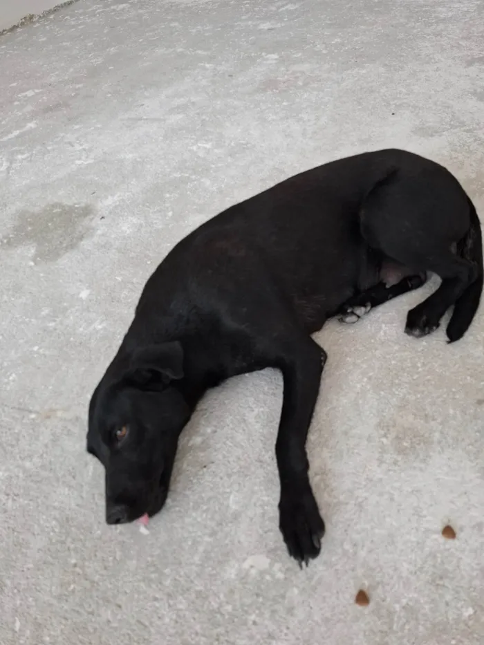 Cachorro ra a SRD-ViraLata idade 1 ano nome Não possui