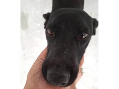 Cachorro raça SRD-ViraLata idade 1 ano nome Não possui