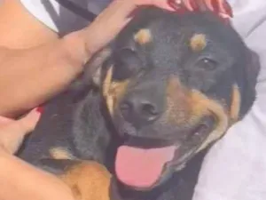 Cachorro raça SRD-ViraLata idade 2 anos nome Ronaldinho Gaúcho 