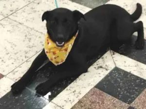 Cachorro raça SRD-ViraLata idade 7 a 11 meses nome Julinho 