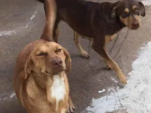 Cachorro raça SRD-ViraLata idade 1 ano nome FENIX