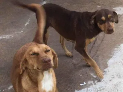 Cachorro raça SRD-ViraLata idade 1 ano nome NALA