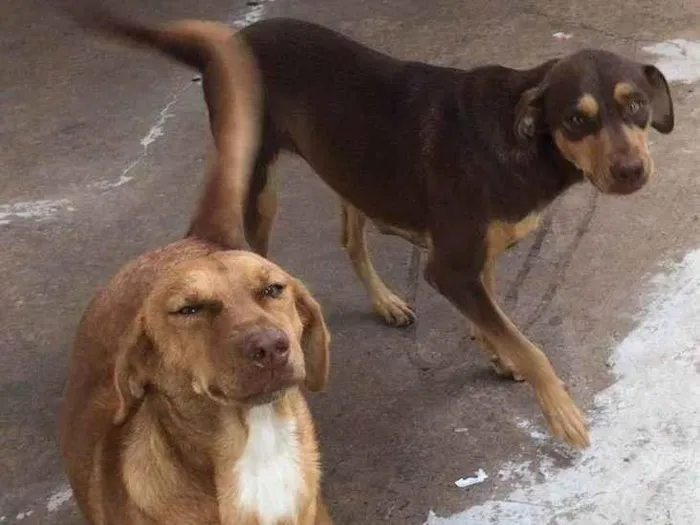 Cachorro ra a SRD-ViraLata idade 1 ano nome NALA