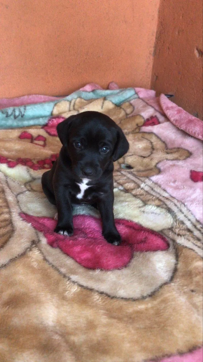 Cachorro ra a SRD-ViraLata idade Abaixo de 2 meses nome Filhotinhos