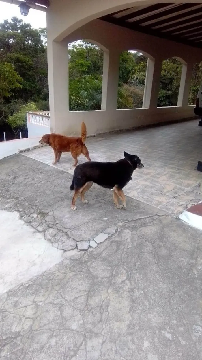 Cachorro ra a Pastor Alemão idade 6 ou mais anos nome Neguinha 