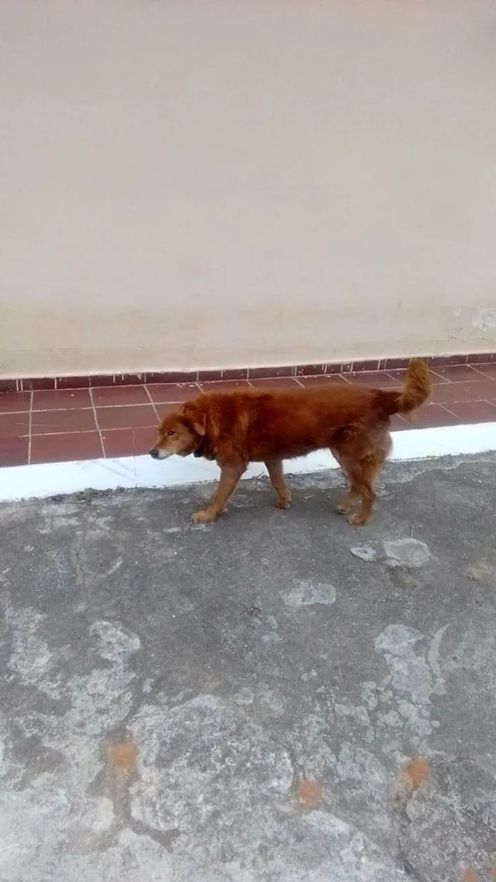 Cachorro ra a SRD-ViraLata idade 6 ou mais anos nome Bolinha 