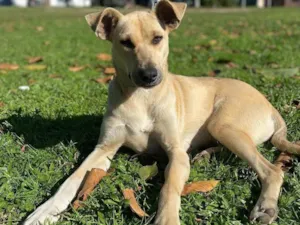 Cachorro raça SRD-ViraLata idade 1 ano nome Mery