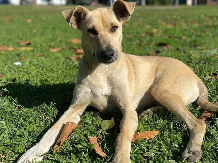 Cachorro ra a SRD-ViraLata idade 1 ano nome Mery