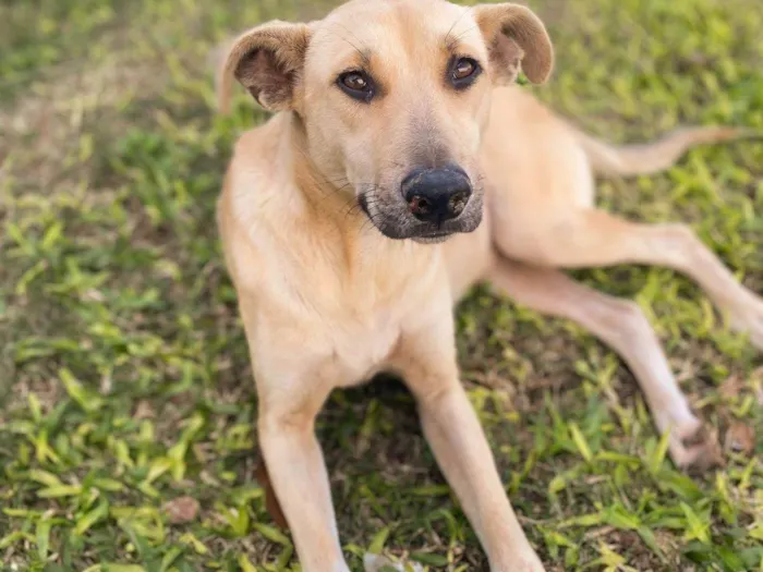 Cachorro ra a SRD-ViraLata idade 1 ano nome Mery