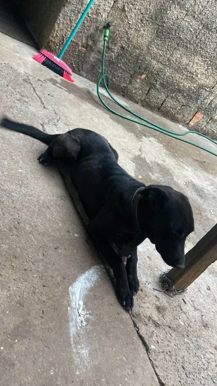 Cachorro ra a SRD-ViraLata idade 4 anos nome Luna